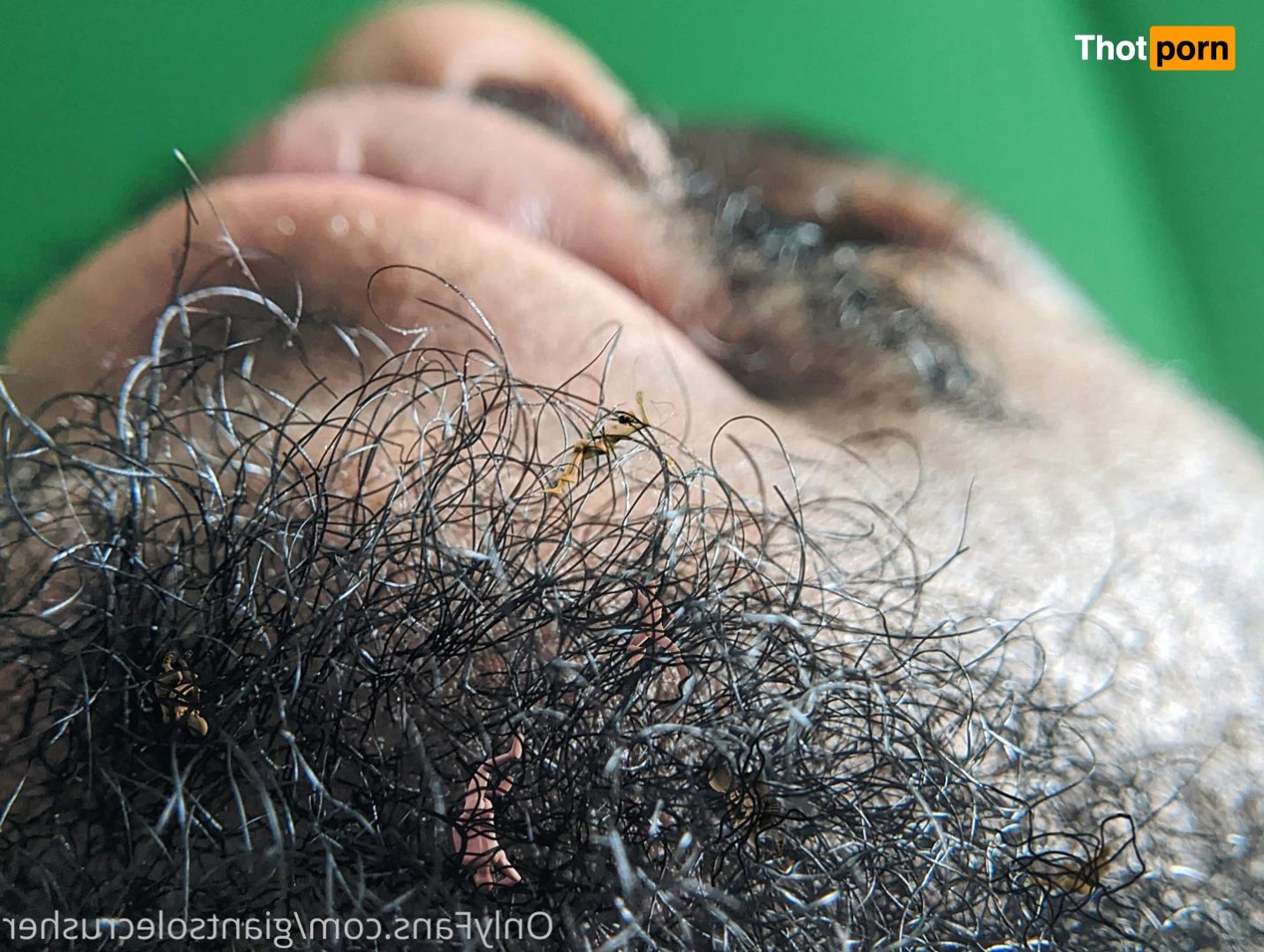 GiantSoleCrusher 15369889