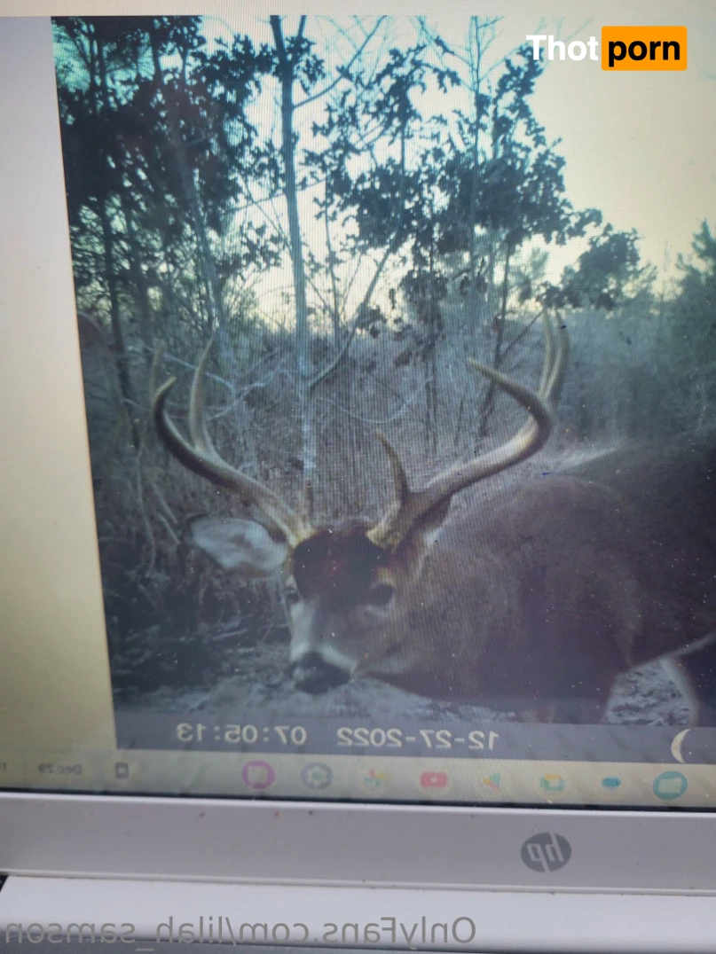 Lilah and Samson 💕 15337753