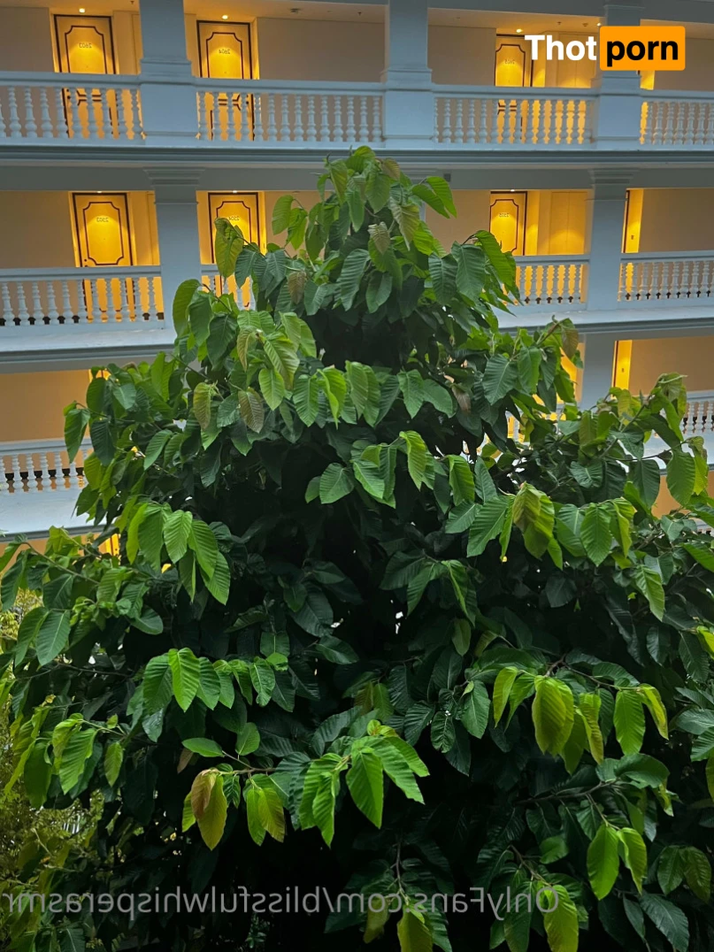 Blissful Whisper ASMR 🦋 13407763