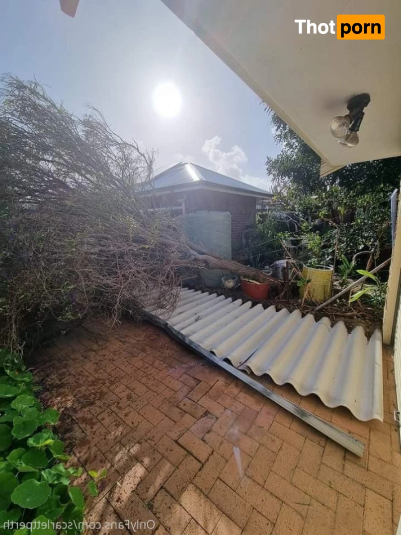 Aussie Lily Fox Perth 16337266