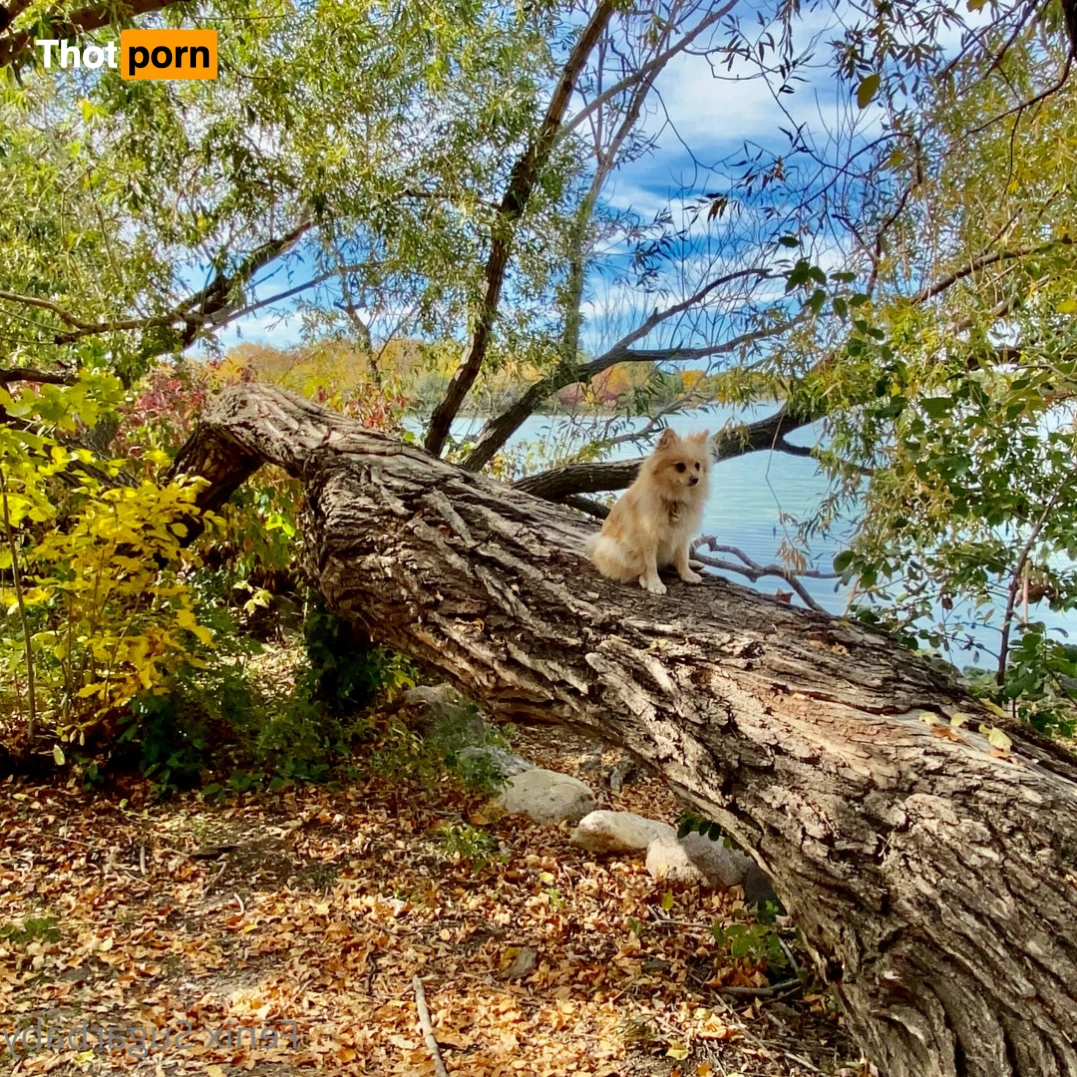 fenixsugarbaby 13731254