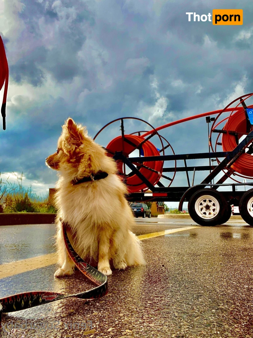 fenixsugarbaby 13732381