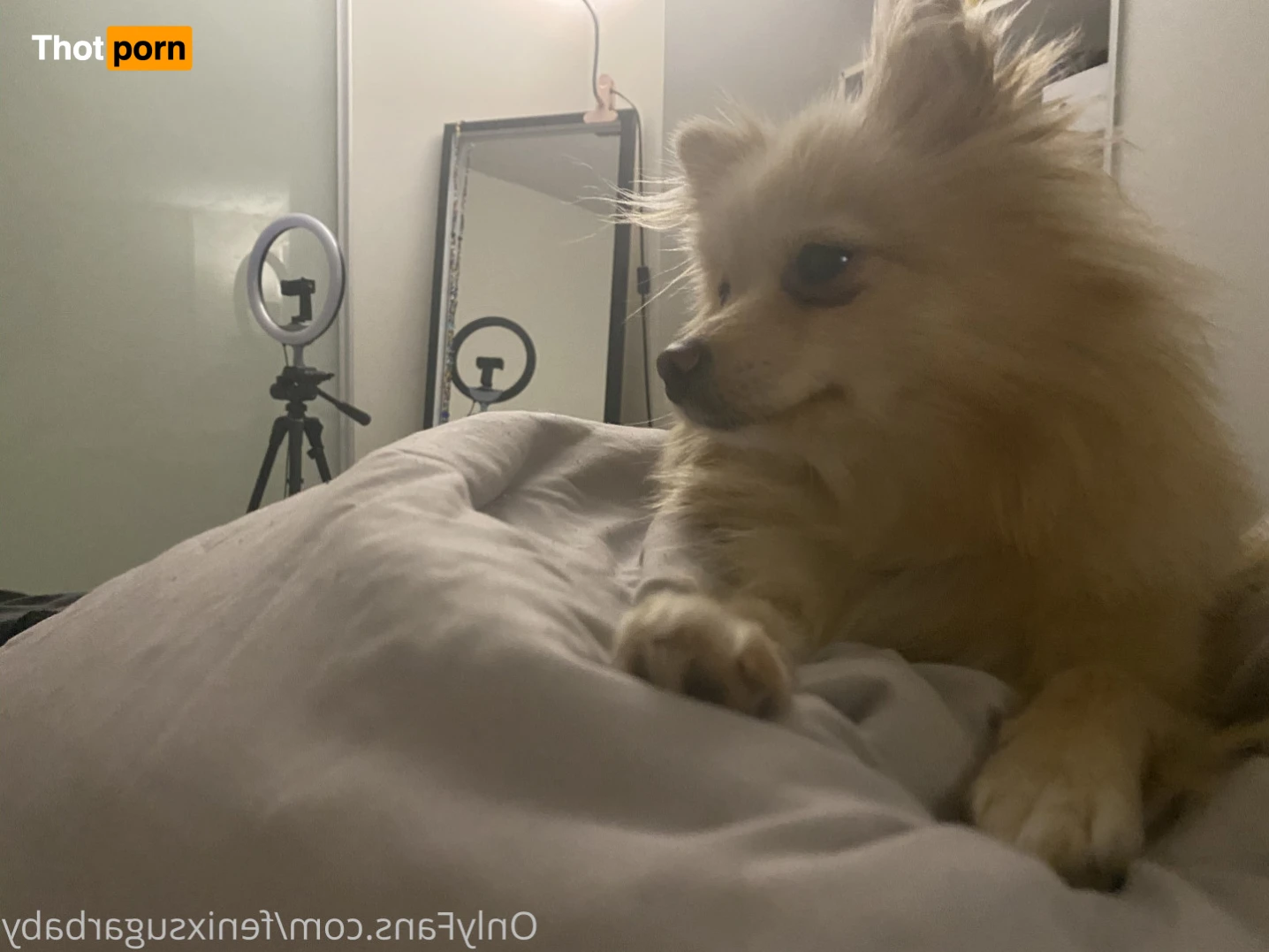 fenixsugarbaby 13732754