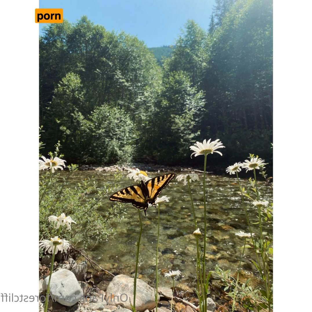 ForestCliff 13166530