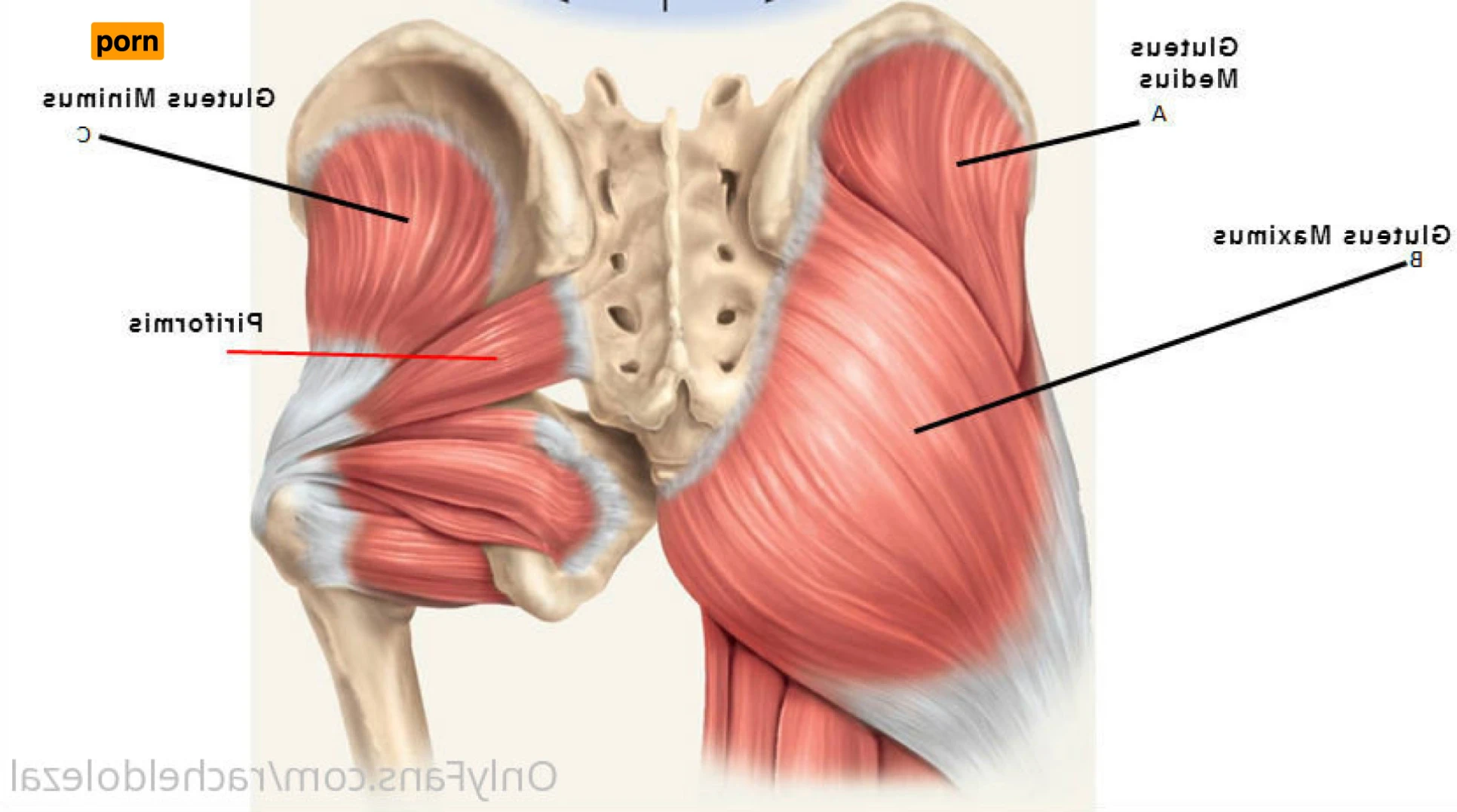 Rachel Dolezal 12641854