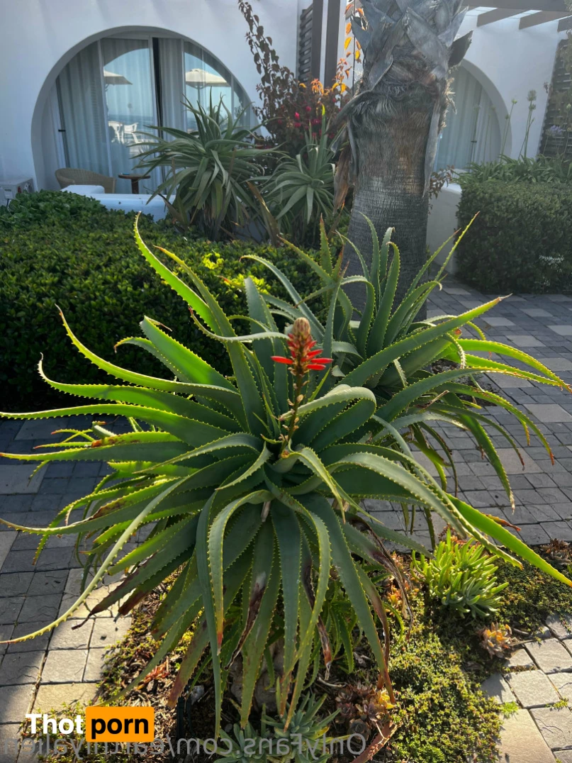 SPACE COWGIRL 14900840