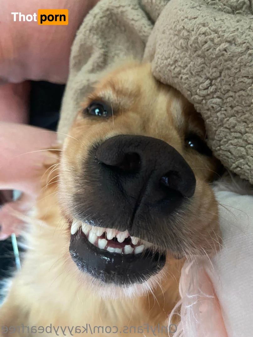 Kay Bear FREE 14650972