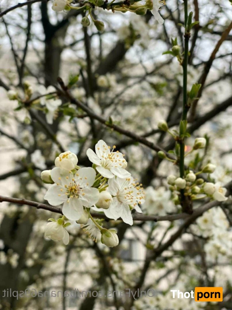 Hanna Banana 🍌 11334721