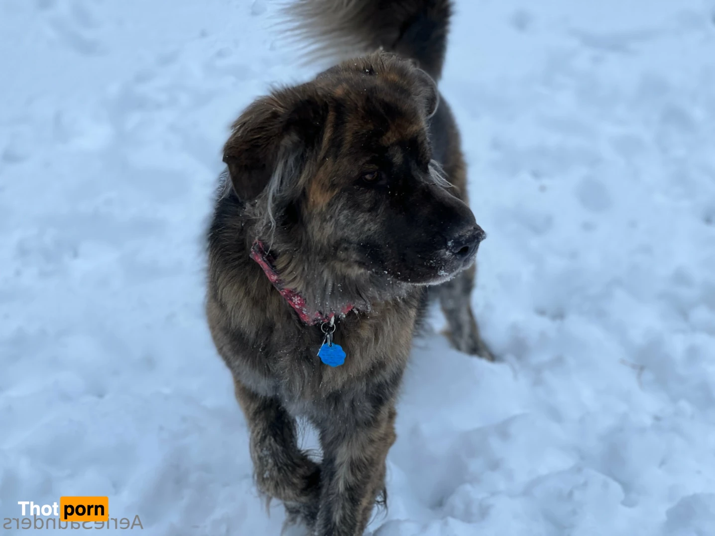 aeriesaunders 15161528