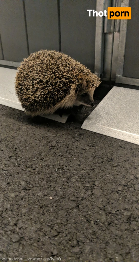 Miss Banana 13109809