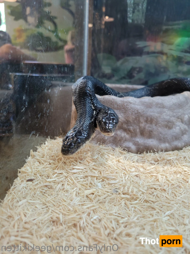 GeekiKitten 12908824