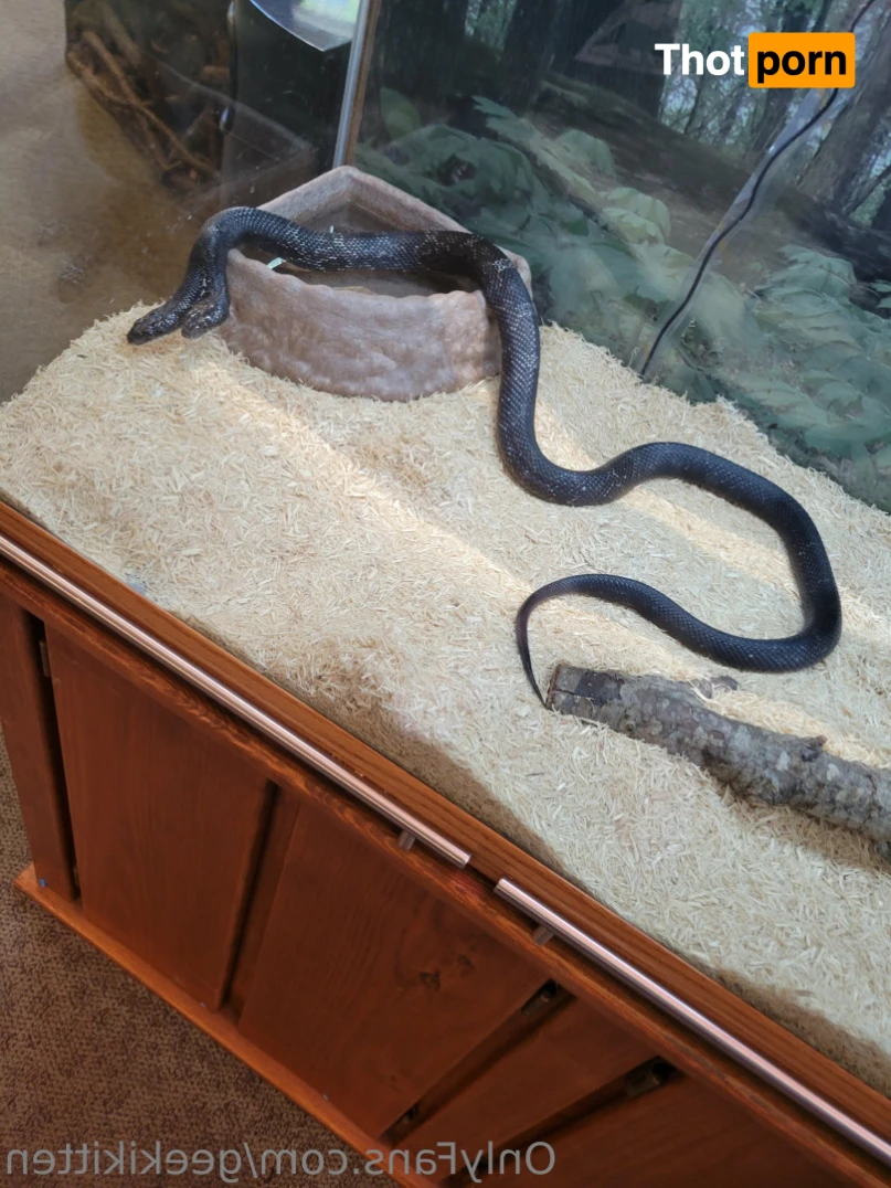 GeekiKitten 12908978