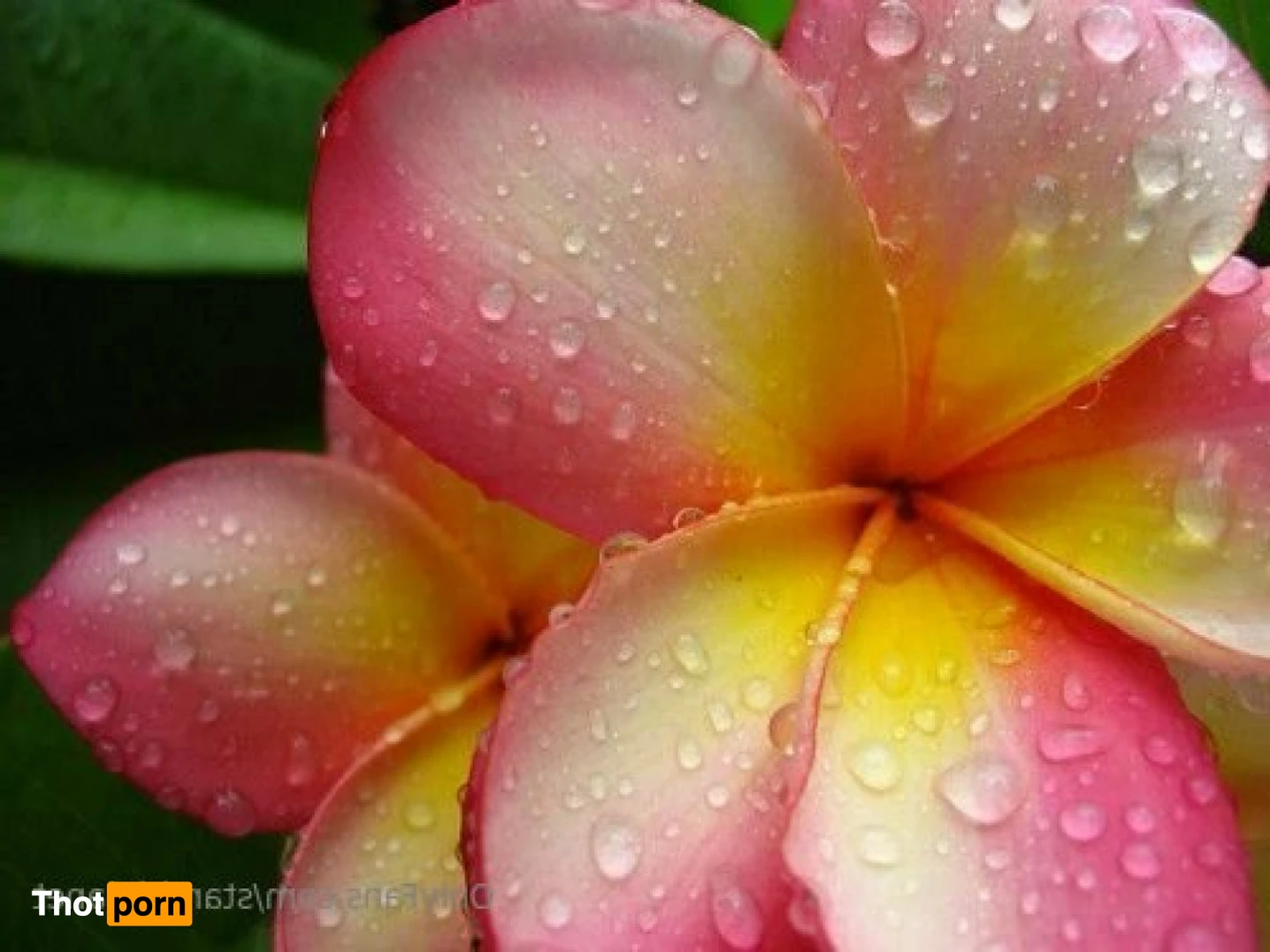 Venus Goddess of Love 16178736