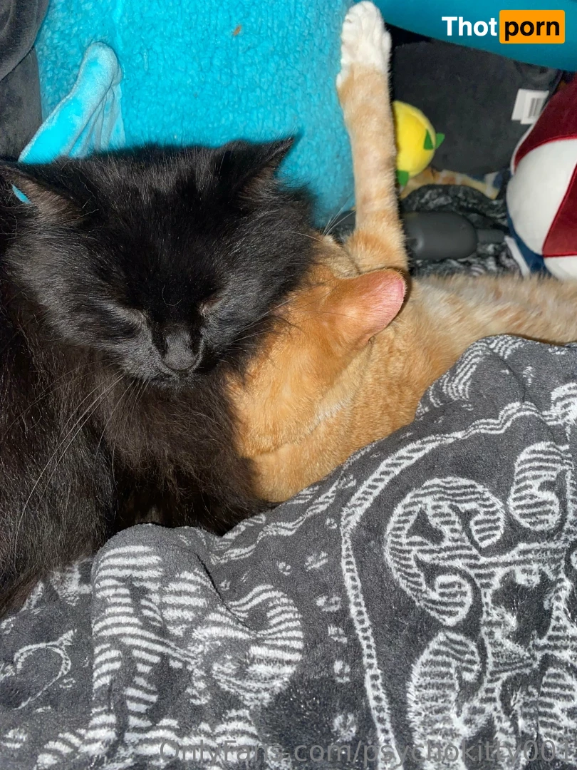 psychokitty424 16573367