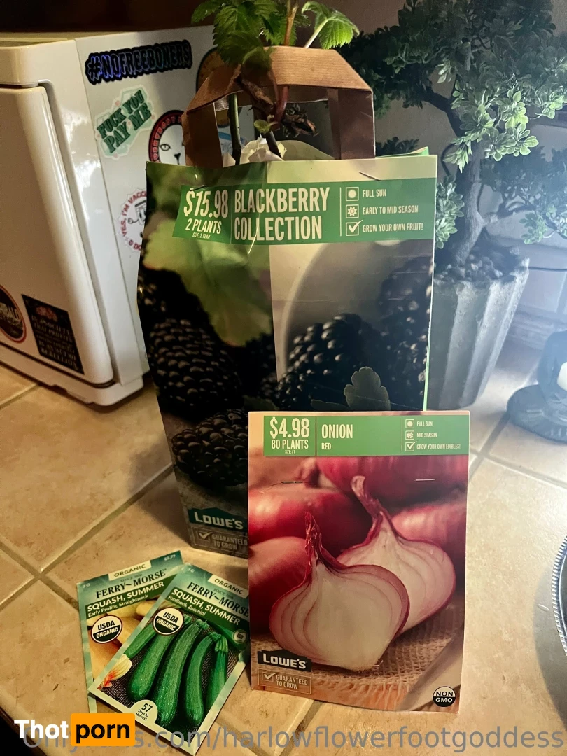 harlowflowerfootgoddess 16577015