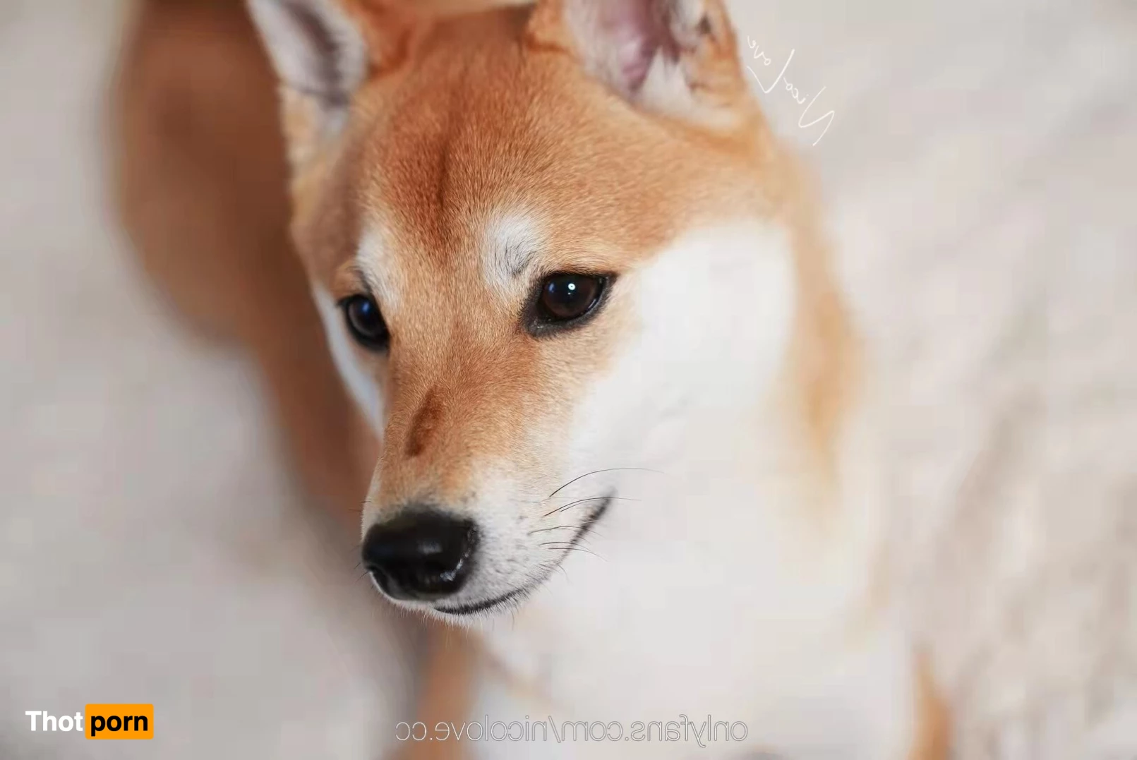 NicoLove妮可 1768260